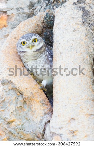 Little owl standing in tree hole