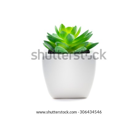 Succulent in Pot isolated on white background. Royalty-Free Stock Photo #306434546