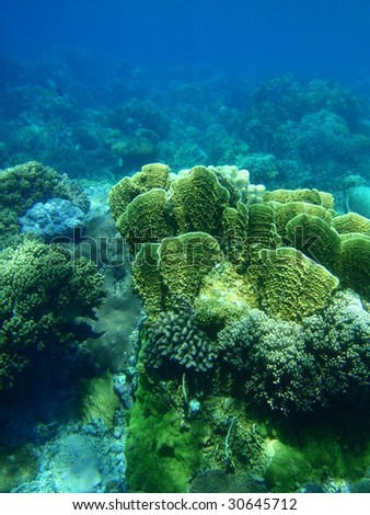 Yellow lettuce coral - Pacific Ocean, Philippines