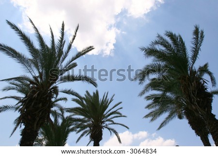 Palm trees on a background of the sky
