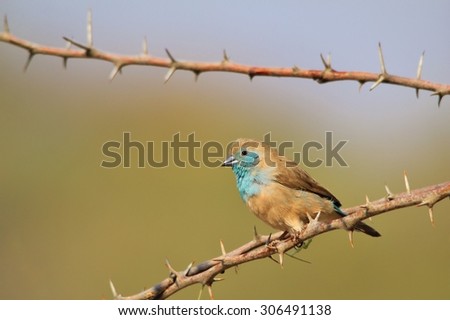 Blue Waxbill - African Wild Bird Background - Beautiful Blue Bliss