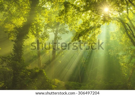 Rays of sunlight and Green Forest Royalty-Free Stock Photo #306497204