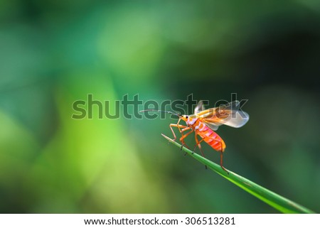 Bug on green background is beautiful background style picture