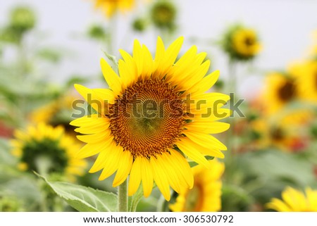 Sunflower like the sun.