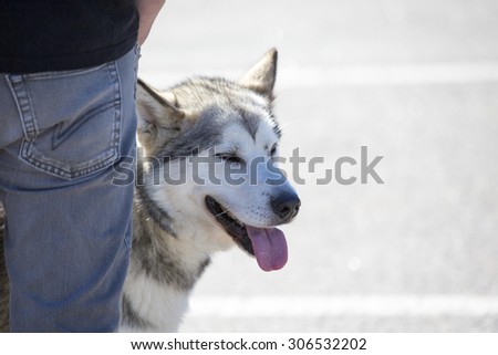 Alaskan Malamute standing besides it's owner in the sunshine.
