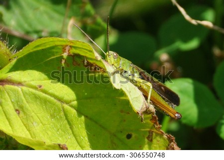 Grasshopper close up in the grass