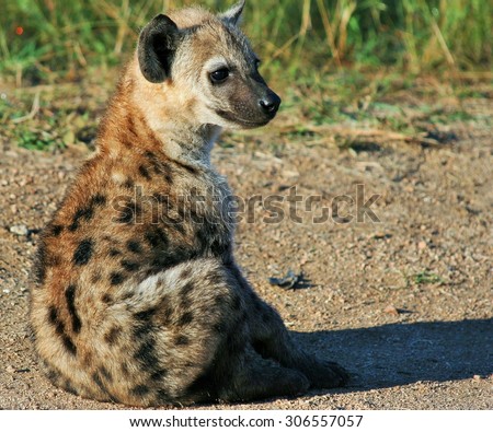 Portrait of baby hyena (Crocuta crocuta)