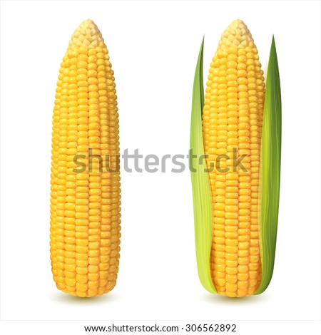 Corn cobs on white background. Vector set. Royalty-Free Stock Photo #306562892