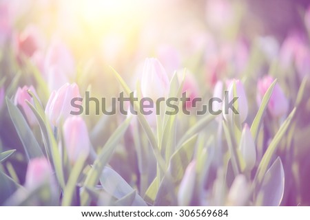 Vintage style of tulip flower at sunset