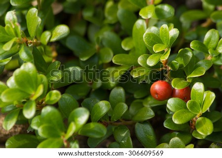 Red fruits among leaves of Uva Ursi Bearberry plant  Royalty-Free Stock Photo #306609569
