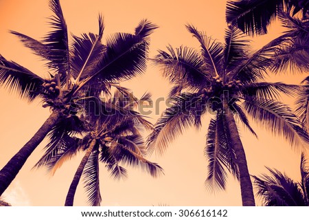 Silhouette palm tree with vintage filter (background) Royalty-Free Stock Photo #306616142