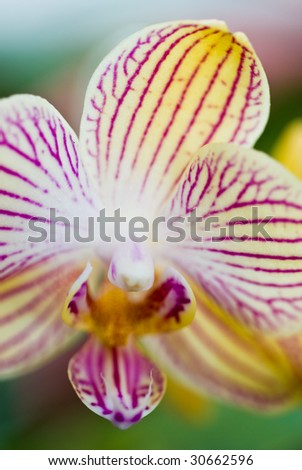 Abstract image of orchid enjoying a sunny day