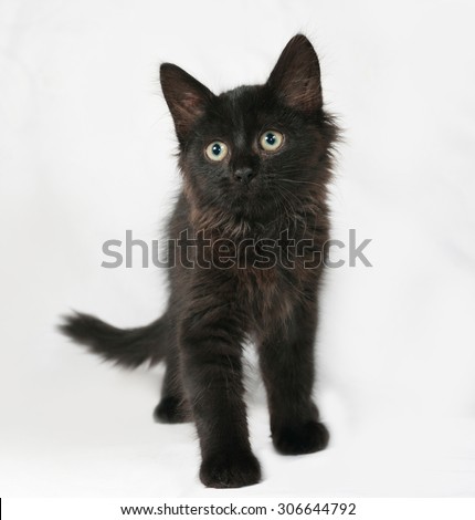 Black fluffy kitten standing on gray background