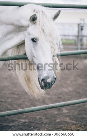 Beautiful white stallion in the farm stables