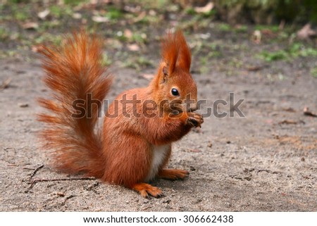 Red Eurasian squirrel sitting on the road