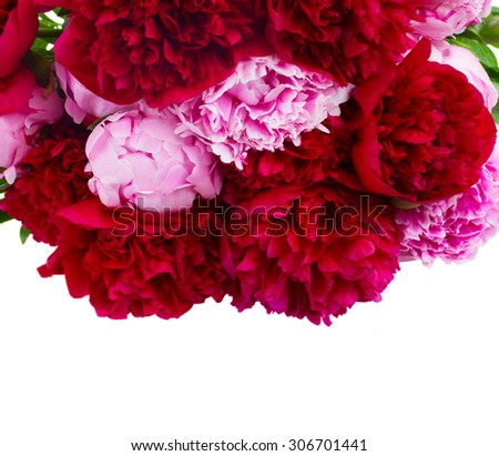 border of fresh red and  pink  peonies close up   isolated on white background