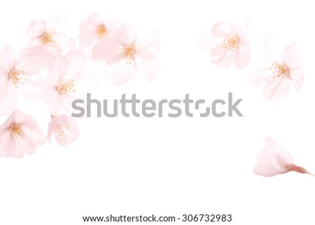 sakura, petal