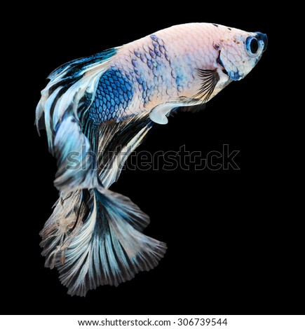 Betta fish, siamese fighting fish, betta splendens (Halfmoon betta
)isolated on black background