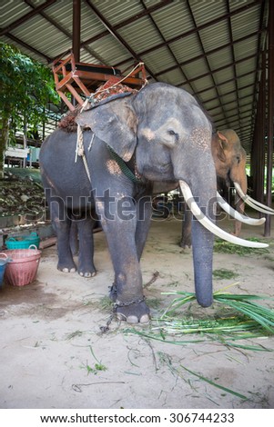 Asian elephants at Thai Elephant Conservation Center