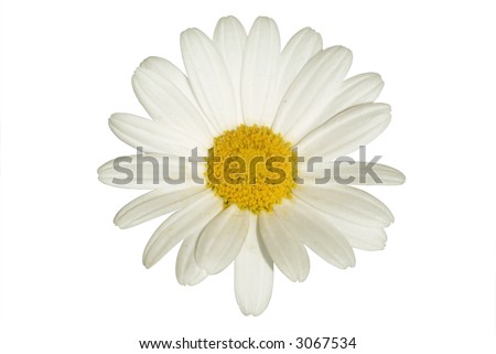 Single isolated daisy.