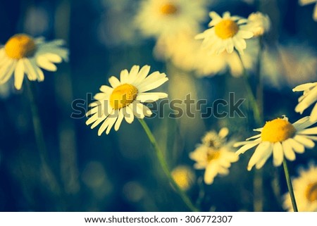 Beautiful chamomile flowers in sunset light close up. Nature background 