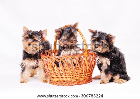 Three Yorkshire terrier puppy on a white background playing in a basket