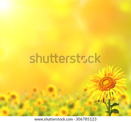 Bright sunflowers on yellow background