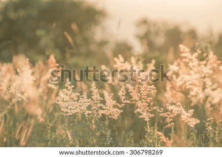 Flowers grass blurred bokeh background vintage.
