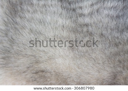 The fur of the Siberian Husky. Background.