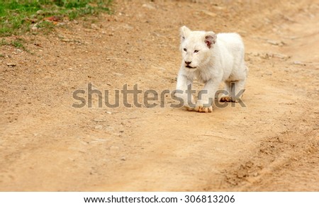 A isolated young white lion cub in this image.South Africa
