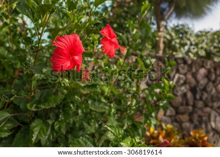red hibiscus flower with leaves