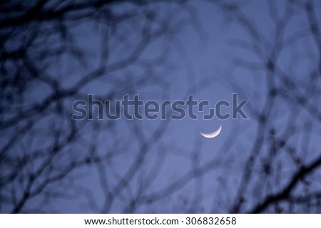 Halloween night crescent moon with blur foreground of spooky tree.