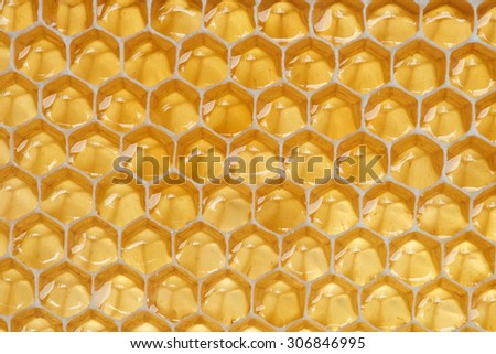 Close-up view of backlit honeycomb with liquid raw honey in it                           