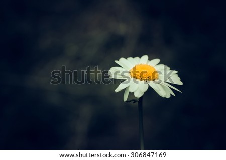 White chamomile flower on grunge dark background