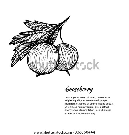 Hand-drawn vector illustration. Card or banner with gooseberry. Isolated on white background.