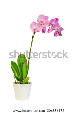 Purple, pink branch orchid  flowers with green leaves, white vase, Orchidaceae, Phalaenopsis known as the Moth Orchid, abbreviated Phal. White background. Royalty-Free Stock Photo #306886172