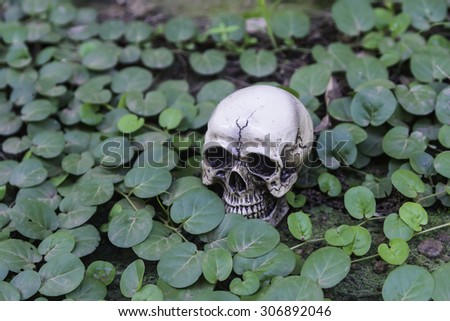 The skull or skeleton of human photography