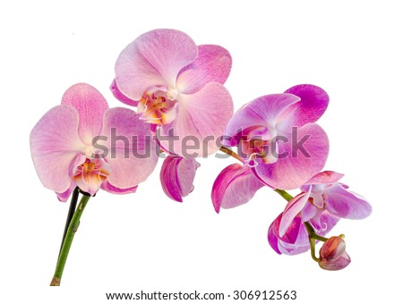 Purple, pink branch orchid  flowers, Orchidaceae, Phalaenopsis known as the Moth Orchid, abbreviated Phal. White background. Royalty-Free Stock Photo #306912563