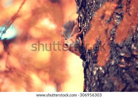 cute squirrel in the autumn forest