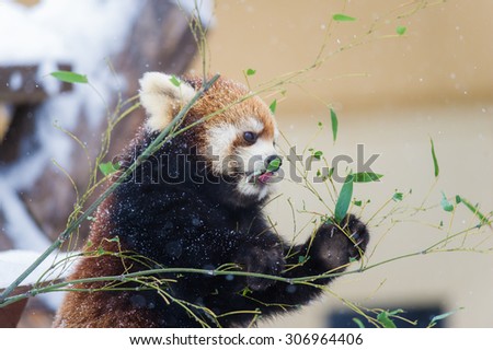 red panda eating bamboo in the winter