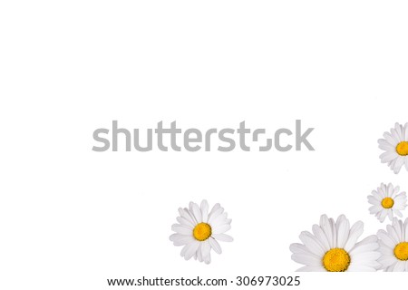 Daisy general, an isolated on white background