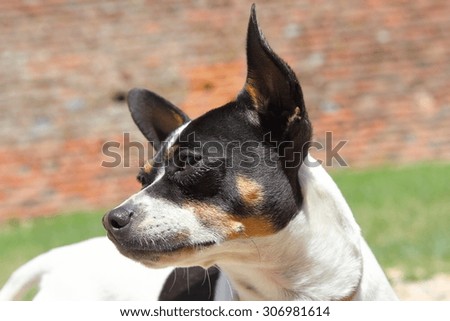 cute chihuahua portrait, purebred funny pet