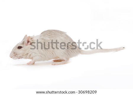 Little white gerbil rat walking on a white background