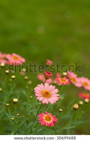 pink daisy flowers with shallow depth of field