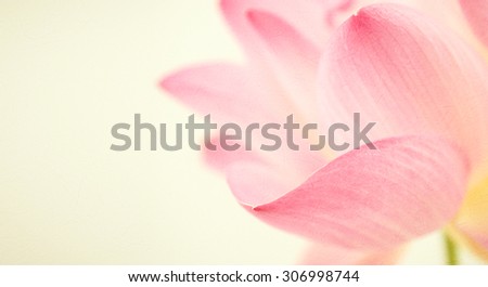 sweet color lotus in soft and blur style on mulberry paper texture background