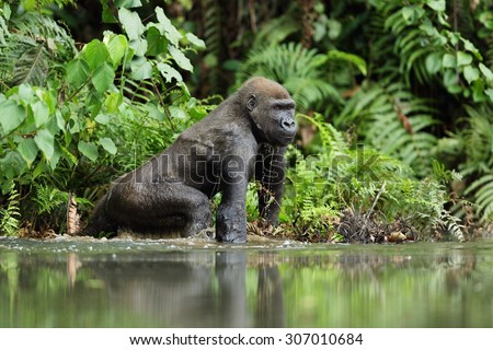 Gorilla in Gabon, western lowland gorilla in water Gabon Royalty-Free Stock Photo #307010684