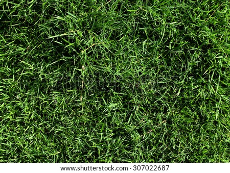 Green grass seamless texture for background.