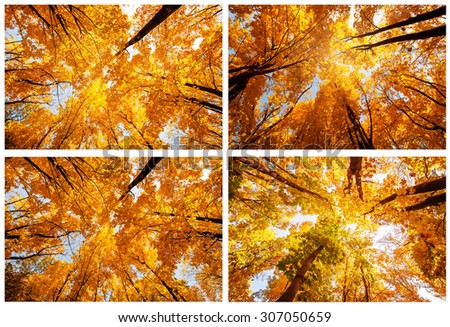  picture set of colorful tree branches in sunny forest, autumn natural background