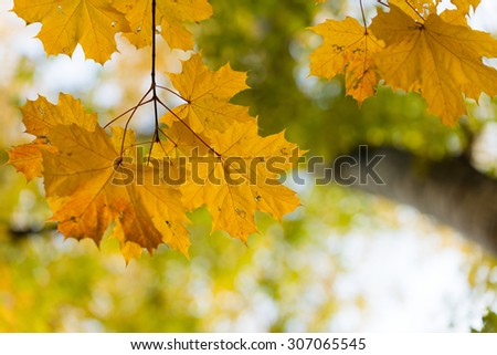 Autumn in the park: golden maple tree leaves in the sunlight