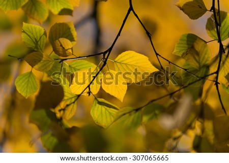 Autumn in the park: golden birch tree leaves in the sunlight